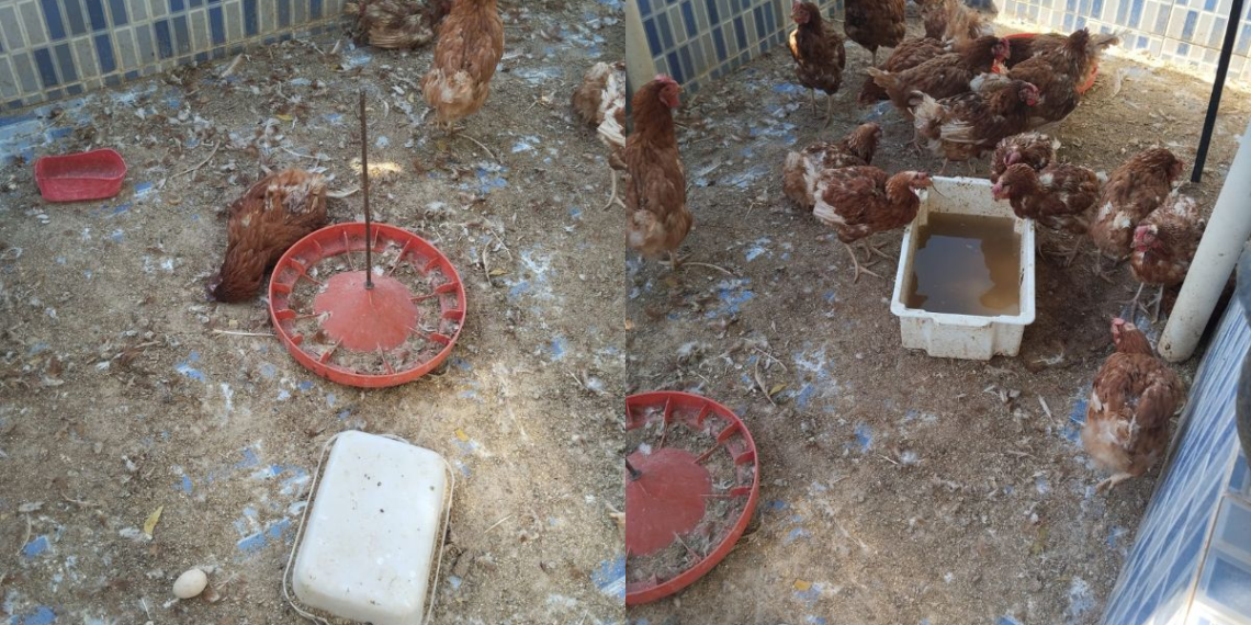 Vigilância sanitária interdita granja em Sussuapara após denúncia